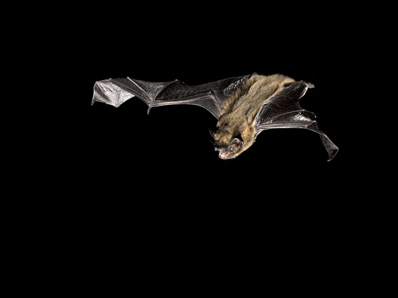Infinity Foods and Sussex Wildlife Trust create roosting spaces for bats